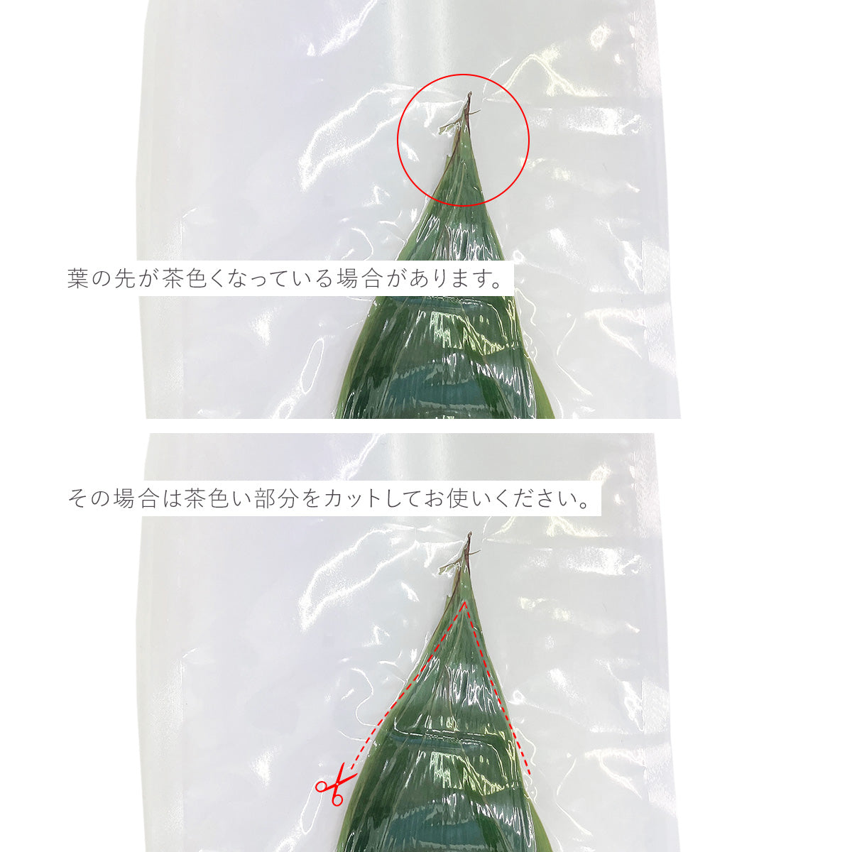 生笹 M 真空パック 10枚入 22355